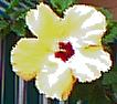 Let Your Light Shine Brightly and Jah Joy and Love will fill your Life!